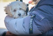 Salud desplegó un operativo veterinario integral en el barrio Francisco II