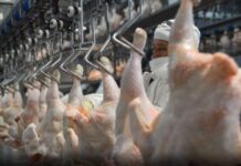 El pollo hace historia en la mesa de los argentinos: Ya supera a la carne vacuna en consumo