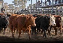 Este sábado Aimogasta será sede de la 2° Expo Agroganadera
